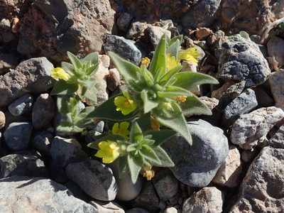 Mohavea breviflora, photographed by joergmlpts