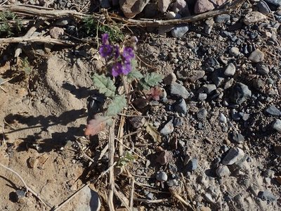 Phacelia crenulata, photographed by joergmlpts