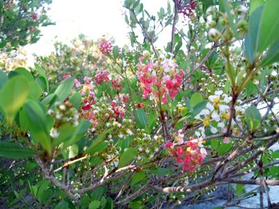 Byrsonima lucida
