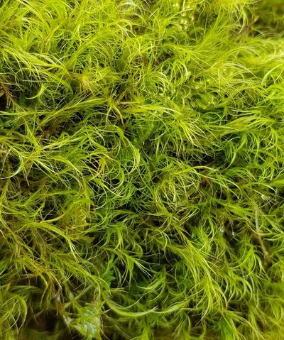 Flexitrichum gracile, photographed by Helen Waterman