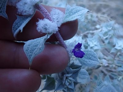 Salvia funerea, photographed by joergmlpts