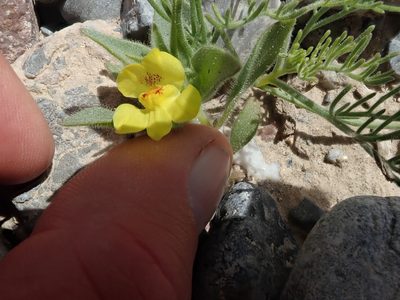 Mohavea breviflora, photographed by joergmlpts