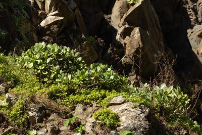 Aeonium glutinosum, photographed by Thibaud Aronson
