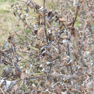 Xanthium spinosum, photographed by Quentin Groom