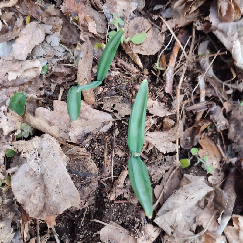 Galanthus plicatus, photographed by Quentin Groom