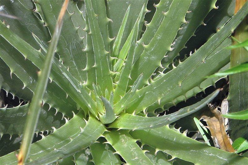 Deuterocohnia schreiteri, photographed by Hugo Hulsberg