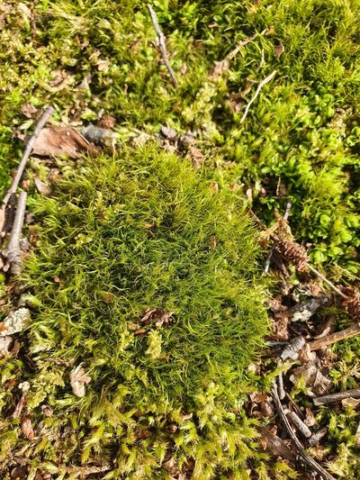 Flexitrichum gracile, photographed by Jonathan Hughes