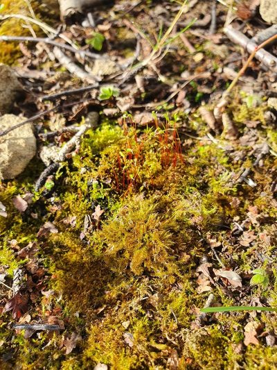 Campylophyllopsis calcarea, photographed by Jonathan Hughes