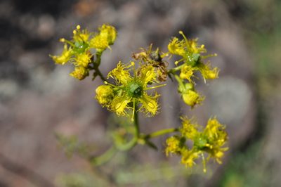 Ruta angustifolia, photographed by Josep Gesti