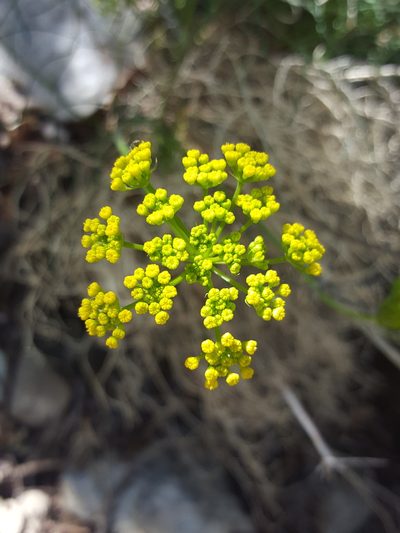 Cymopterus filifolius, photographed by Alex Abair