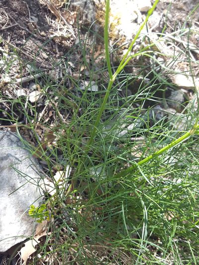 Cymopterus filifolius, photographed by Alex Abair