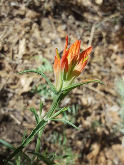 Castilleja organorum, photographed by Alex Abair