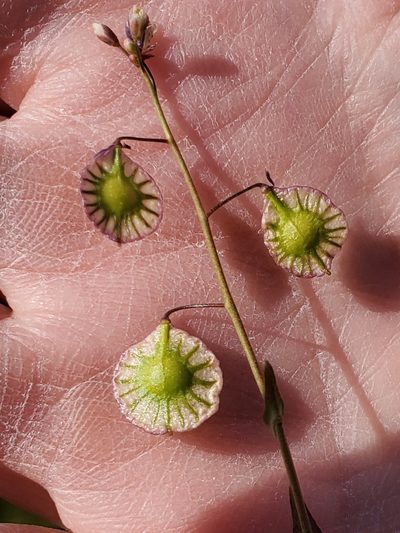 Thysanocarpus radians, photographed by Mary K. Hanson
