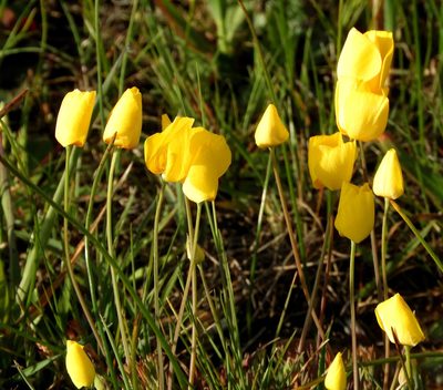 Eschscholzia lobbii, photographed by Mary K. Hanson