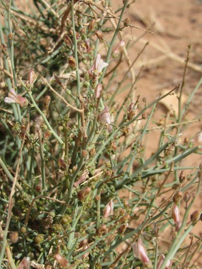 Acanthorrhinum ramosissimum, photographed by Santiago Martín-Bravo