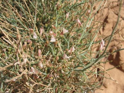 Acanthorrhinum ramosissimum, photographed by Santiago Martín-Bravo