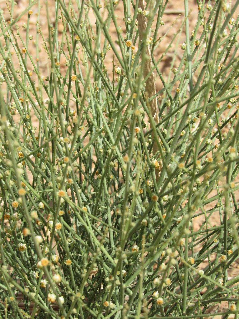 Randonia africana, photographed by Santiago Martín-Bravo