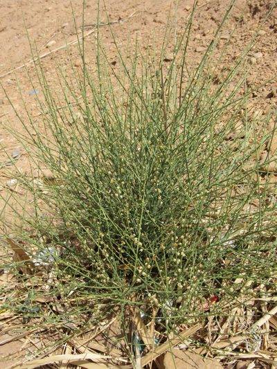 Randonia africana, photographed by Santiago Martín-Bravo