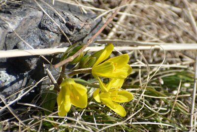 Gagea bohemica, photographed by Pavel Kacl
