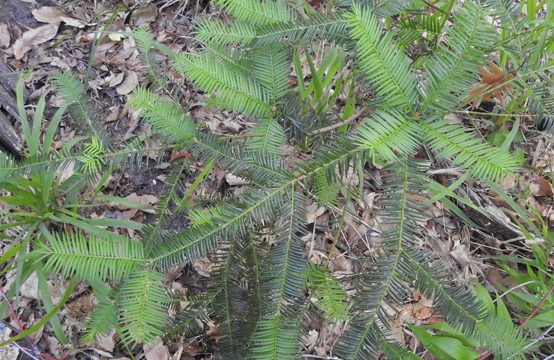 Torreya taxifolia, photographed by Laura Gaudette