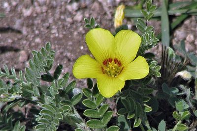 Oxalis famatinae, photographed by Hugo Hulsberg