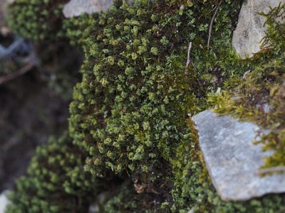 Encalypta streptocarpa, photographed by carnifex