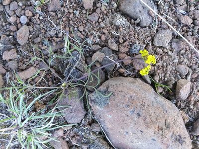 Lomatium farinosum, photographed by Laura Holloway