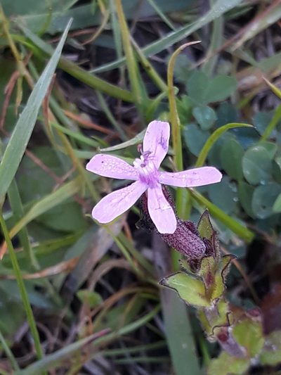 Silene fuscata, photographed by Karim Haddad