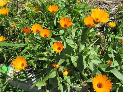 Calendula stellata, photographed by Santiago Martín-Bravo