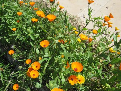 Calendula stellata, photographed by Santiago Martín-Bravo