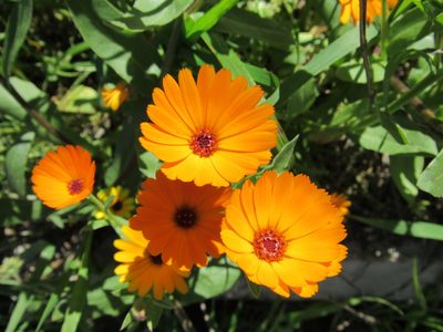 Calendula stellata, photographed by Santiago Martín-Bravo