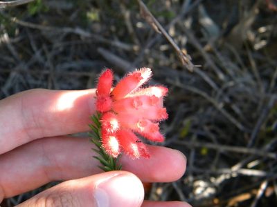 Erica cerinthoides, photographed by Tim Kirsten