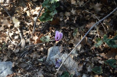Cyclamen maritimum, photographed by Olena V. Vakarenko