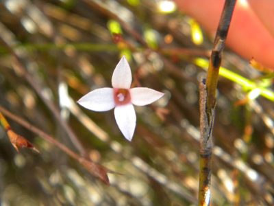 Prismatocarpus fruticosus, photographed by Tim Kirsten