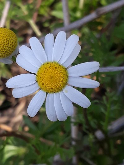 Chamaemelum fuscatum, photographed by Karim Haddad