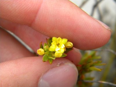 Gnidia juniperifolia, photographed by Tim Kirsten