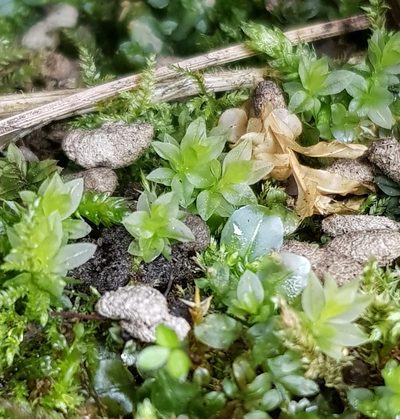 Mnium stellare, photographed by Helen Waterman