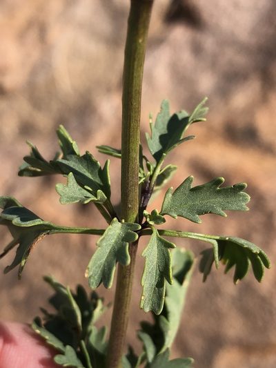 Chascanum garipense, photographed by Dave U