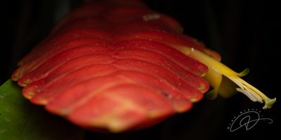 Vriesea inflata, photographed by Reinaldo de Oliveira Elias