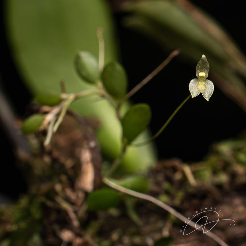 Barbosella miersii, photographed by Reinaldo de Oliveira Elias