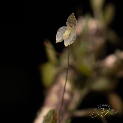 Barbosella miersii, photographed by Reinaldo de Oliveira Elias