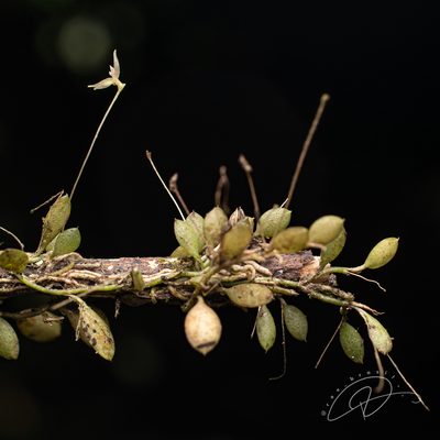 Barbosella miersii, photographed by Reinaldo de Oliveira Elias