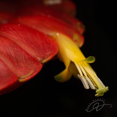 Vriesea inflata, photographed by Reinaldo de Oliveira Elias