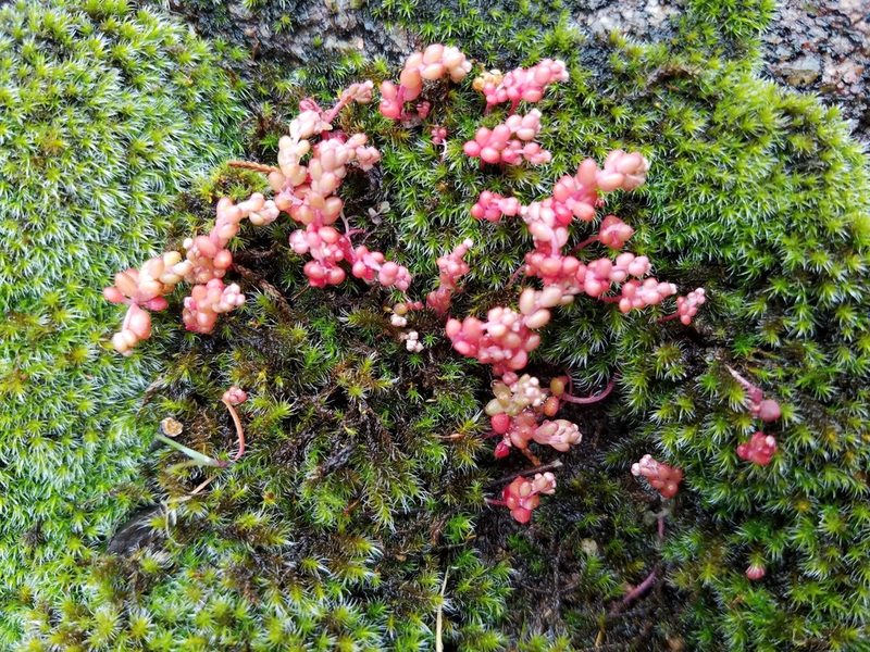 Sedum smallii, photographed by Leila Dasher