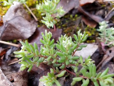 Sedum pusillum, photographed by Leila Dasher