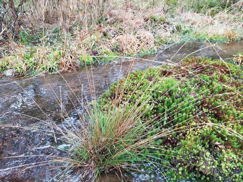 Juncus georgianus, photographed by Leila Dasher