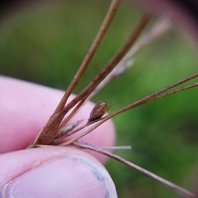 Juncus georgianus, photographed by Leila Dasher