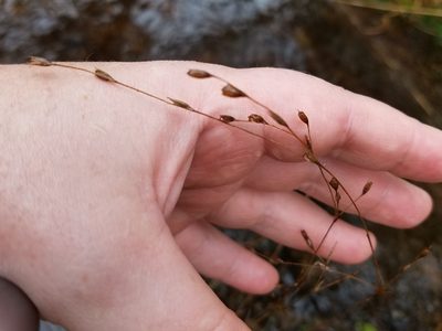Juncus georgianus, photographed by Leila Dasher