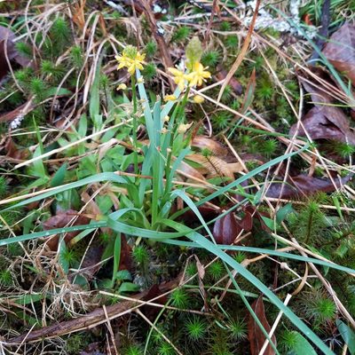 Schoenolirion croceum, photographed by Leila Dasher