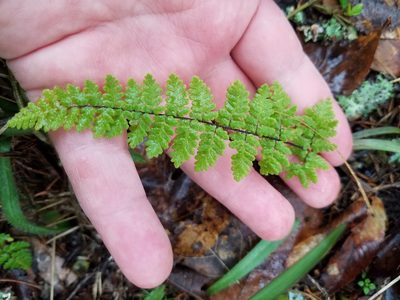 Myriopteris alabamensis, photographed by Leila Dasher